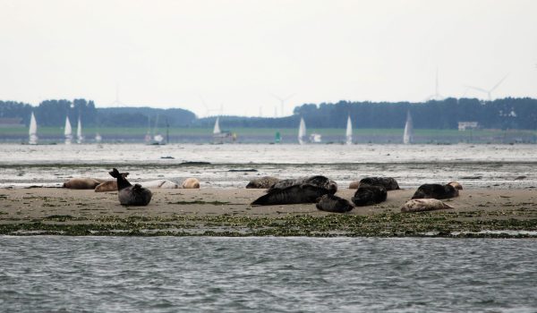 Zeehondjes Brabants Vaarwater